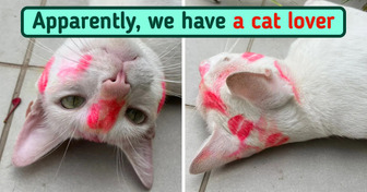 A White Cat Turns Up at His Home Covered in Pink Lipstick Kisses and Leaves Thousands of People in Stitches