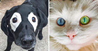 21 Animals Who Can Steal Any Heart With Their Unique Features