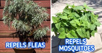 15 Plants That Can Naturally Send Mosquitoes and Bugs Away