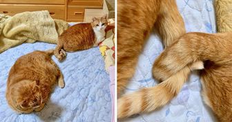 20+ Cat Photos That Opened Our Hearts