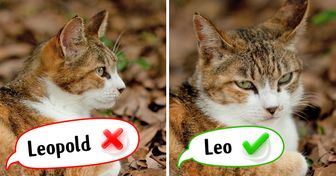 I’ve Been Working as a Zoo Psychologist for 11 Years and I Want to Share the Unexpected Things Every Cat Owner Should Know