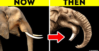 7 Unrelated Ancient and Modern Animals That Look Very Similar