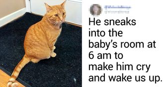 20+ Cats That Are Such Bad Roommates They Are Actually the Best
