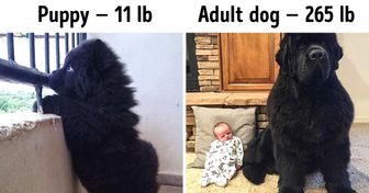 11 People Who Dreamed of Having a Big Teddy Bear at Home, So They Got a Newfoundland Dog