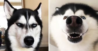 20+ Proofs That Huskies Are the Best Guys in the World