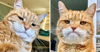 Meet Marley, a Cat Who Was Born With a “Monday Morning” Face