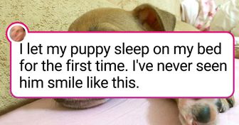 20+ Charming Pooches That Came to This World to Make You Smile