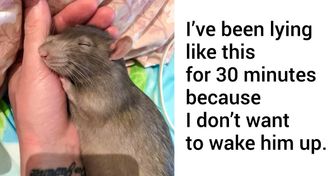 20 Rat Pics That Will Make You Squeal With Their Cuteness