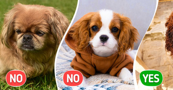 10 Dog Breeds That Are Ideal for Allergy Sufferers and 10 That Aren’t