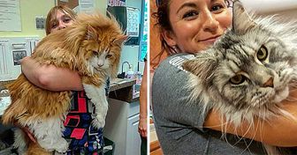 27 Maine Coons Who Know They’re Kings, and We Can’t Argue With That