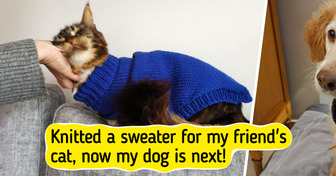 12 Crochet Creations for Pets That Turn Yarn into Love, Handicraft into Happiness, and a Hobby into Care