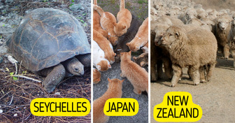 183,000 Giant Tortoises, Two Dozen People: 10 Places Where Animals Outnumber Humans