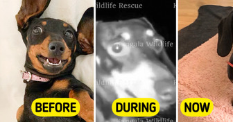 She Was Missing for 529 Days—Her Owners Could Barely Recognize Her