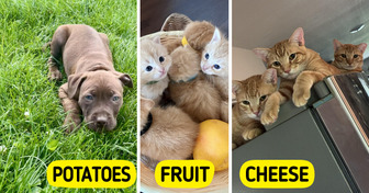9 Kittens and Puppies Named Like a Menu, Including a Litter of Rescue Puppies With Potato Names