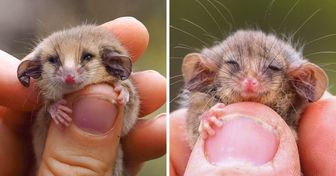 A Tiny Possum Was Miraculously Rediscovered in Australia After the Devastating Fires
