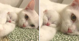 18 Pics Proving That Moms Will Always Be Moms, That’s How Nature Works