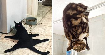 17 Crazy Cats That Don’t Care About Your Rules