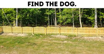 Test: Can You Find Objects and Animals Hiding in Plain Sight?