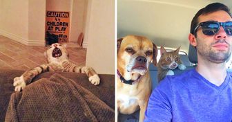 19 Photos of Cats and Dogs That Make Us Cry With Laughter