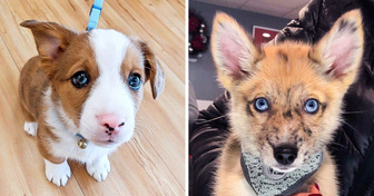 20 Pics of Mixed Breed Dogs That Will Charm You Into Getting One