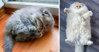 16 Aww-Some Photos That Prove Cats Are Living Masterpieces