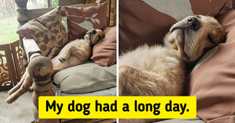 20 Times We Were Reminded That Pets Can Be as Human as We Are