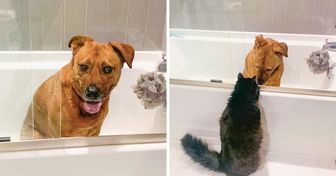 Meet Marvin, a Cat Who Comforts His Dog Buddy Who’s Scared of Thunderstorms