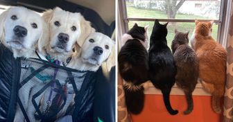 23 Friendships Between Animals Who Were Meant to Spend a Lifetime Together