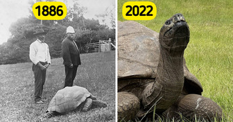 194 Years Old and Still Here: 10 of the Oldest Animals Alive Today