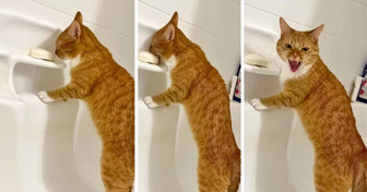 15 Animal Moments So Funny, You Can’t Help but Smile