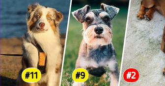 11 Dog Breeds Known for Forming Long-Lasting Bonds With Families