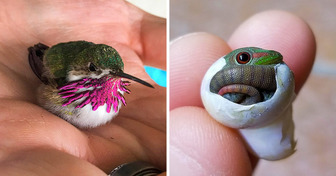 20 Tiny Animals That Will Steal Your Heart
