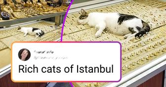20+ Furry Facts Proving That Cats Can Walk Wherever They Like