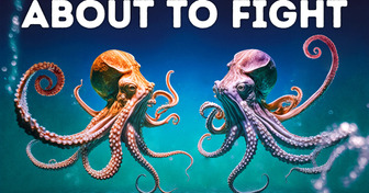 Octopuses Act Like People When They Get Mad, Here’s What They Do