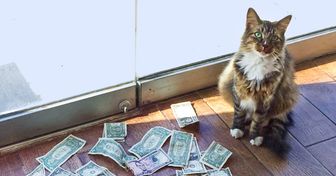 A Cat Was Brought Into an Office to Get Rid of Mice, but Started to Bring in Money Instead