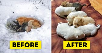 Meet Snowbelle, a Hero Mama of the Animal World That Lived in a Snow Drift With 6 Puppies