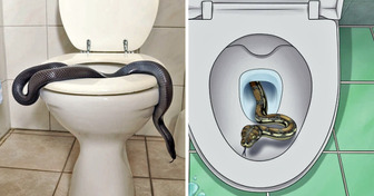 Family Wakes Up at 2 A.M. to Snake Slithering Into Toilet Through Pipes, How to Prevent It