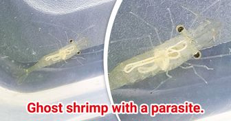 15+ People Shared Finds That Ended Up Being Stunning Discoveries