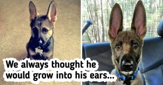 19 Photos That Prove Animals Are an Endless Source of Serotonin