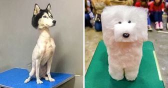 15+ Times Pet Haircuts Went So Wrong, It’s Hilarious