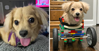 A Dog That Was Born With Only 2 Legs Gets a LEGO Wheelchair and is Happy As Never Before