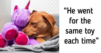 Stray Dog Gets Locked Up for Trying to Steal a Toy Multiple Times but This Story Has a Happy Ending