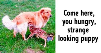 25 Reasons Why Everyone Should Have a Retriever