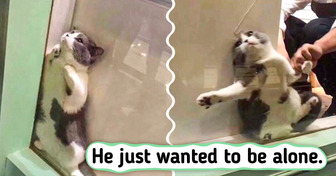 18 Times Animals Proved They Can Also Be Wild and Crazy