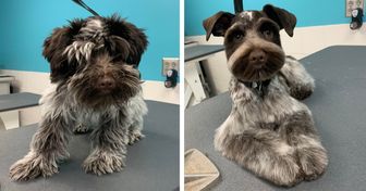 18 Dogs Whose Owners Couldn’t Recognize Them After Picking Them Up From the Groomer