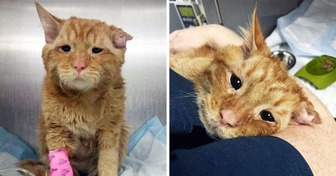 The Story of the “Saddest Cat” Who Got a Second Chance at Life When It Was Ready to Give Up