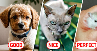 16 Hypoallergenic Pets, Perfect for People With Allergies