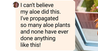 18 Houseplant Moments That Prove a Tropical Forest Can Bloom Even on a Tiny City Windowsill