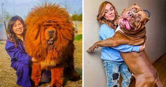 28 Dogs That Have No Idea How Big They Are