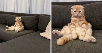10 Cat Photos Taken at Exactly the Right Moment